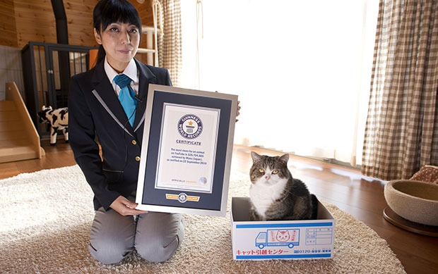 Meet YouTube’s most watched animal - Maru the cat | Guinness World Records