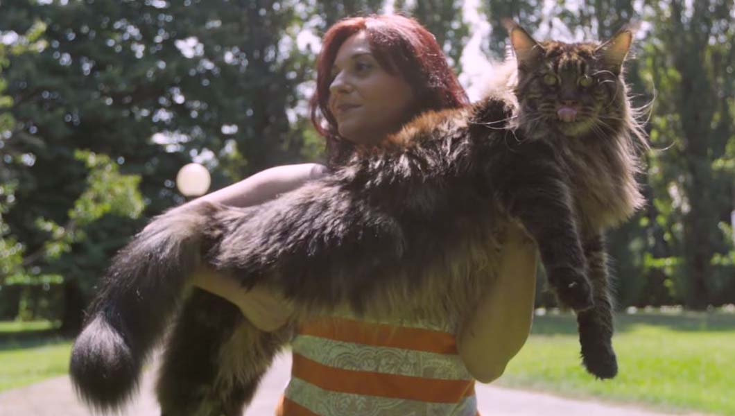 Barivel-the-longest-cat-being-held-with-tongue-out