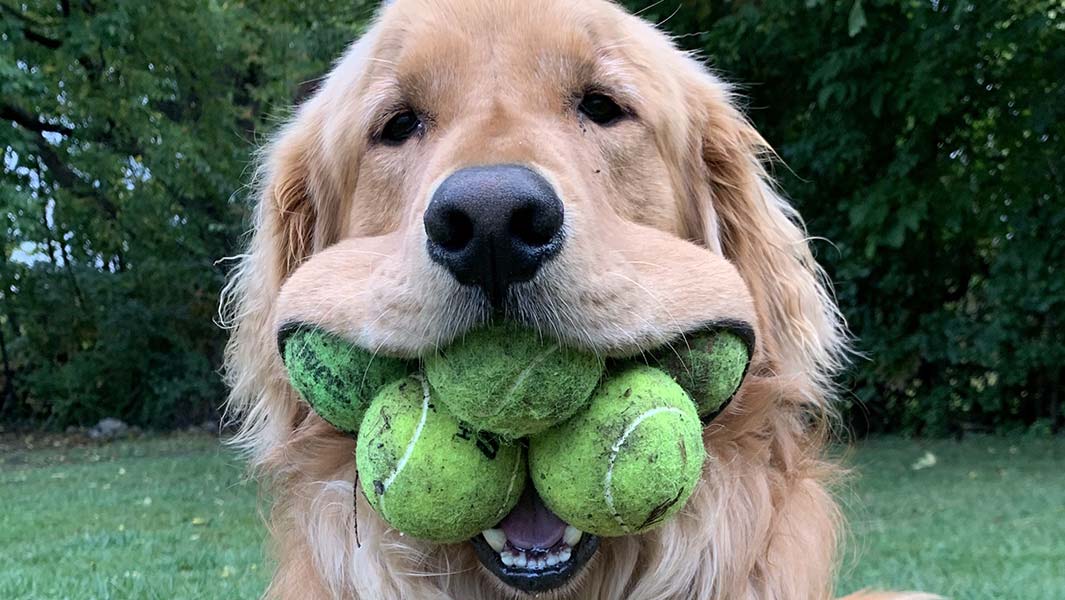 Most tennis balls held in the mouth by a dog