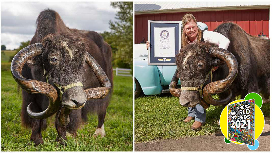 longest horns on a yak with their owner and certificate