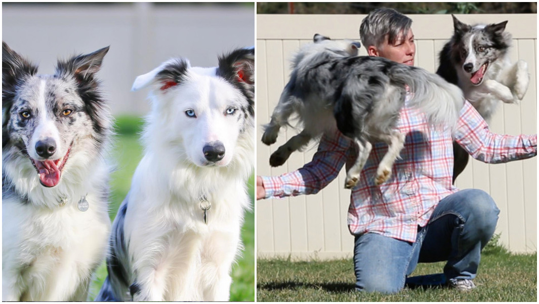 most tricks by two dogs in one minute