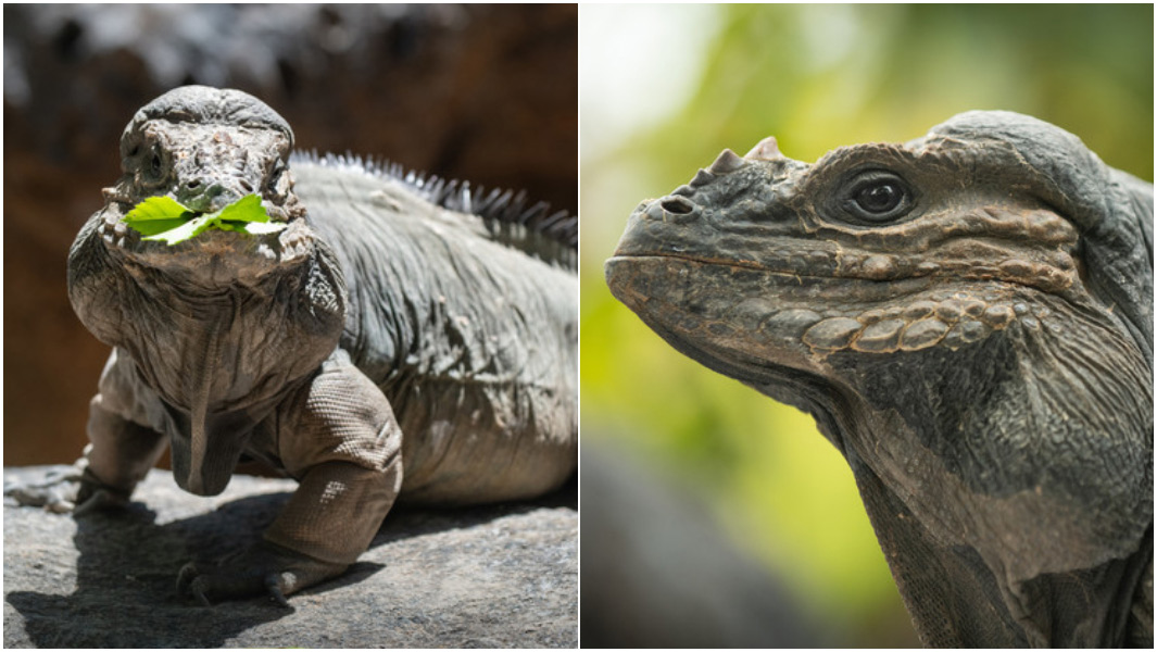 split image of rhino iguana eating leaves and side profile
