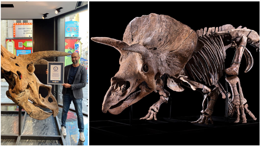 Big-John-largest-triceratops-skeleton