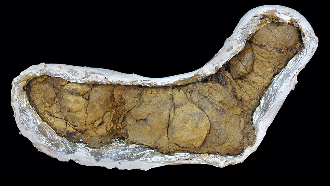 coprolites split image
