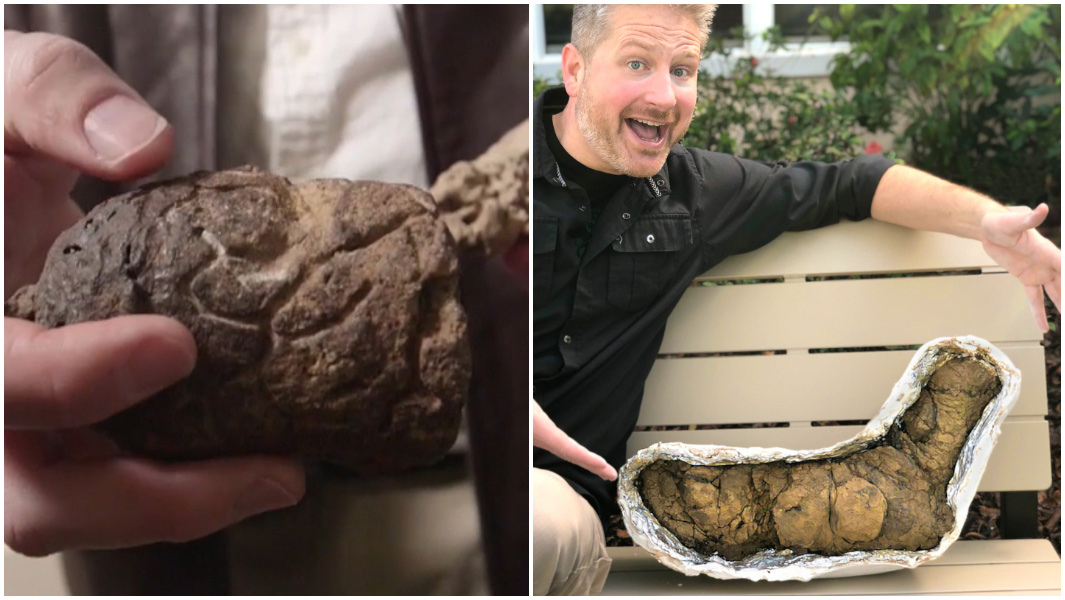 coprolites split image