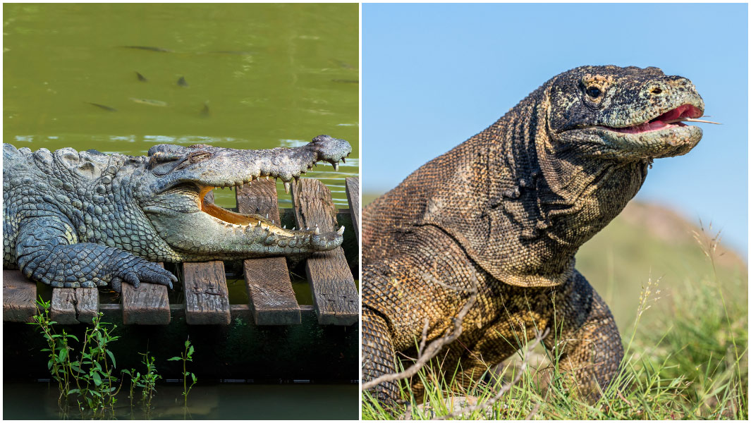 reptiles split image