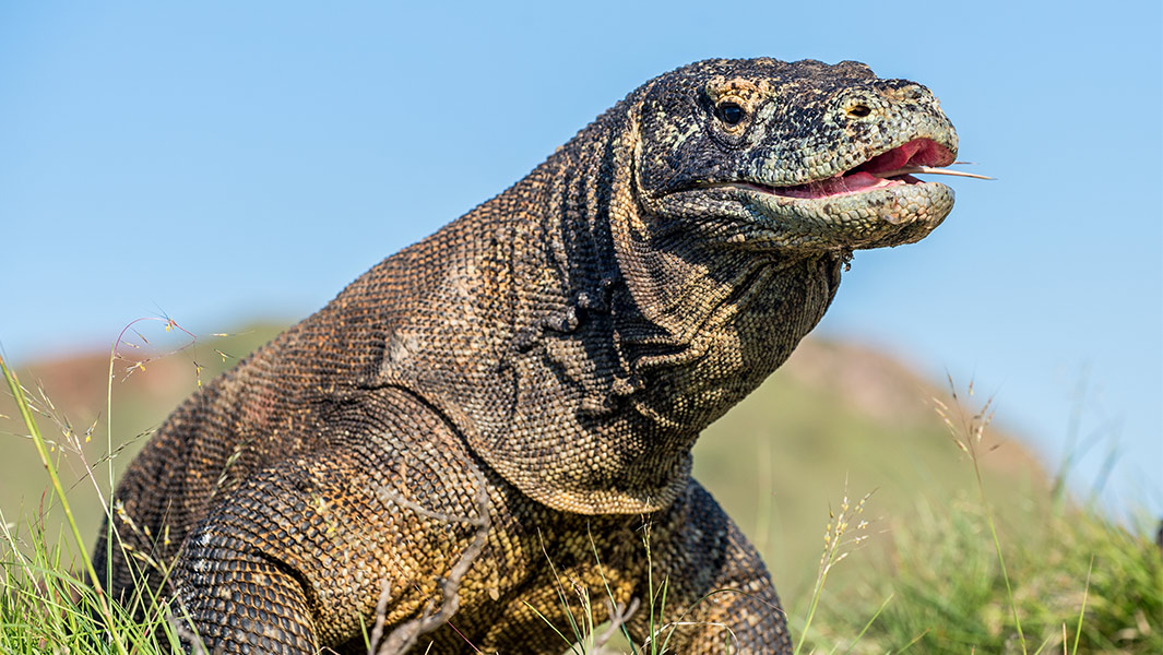 reptiles split image