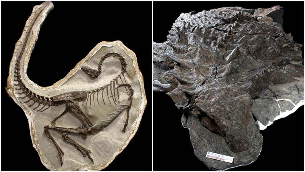 Royal Tyrrell Museum fossils split image