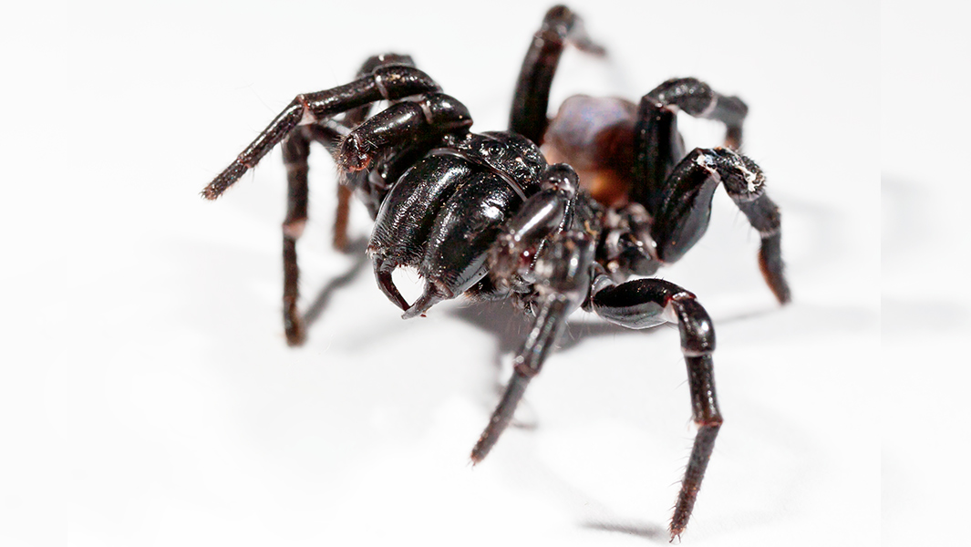 Trapdoor spider Sydney funnel web split image