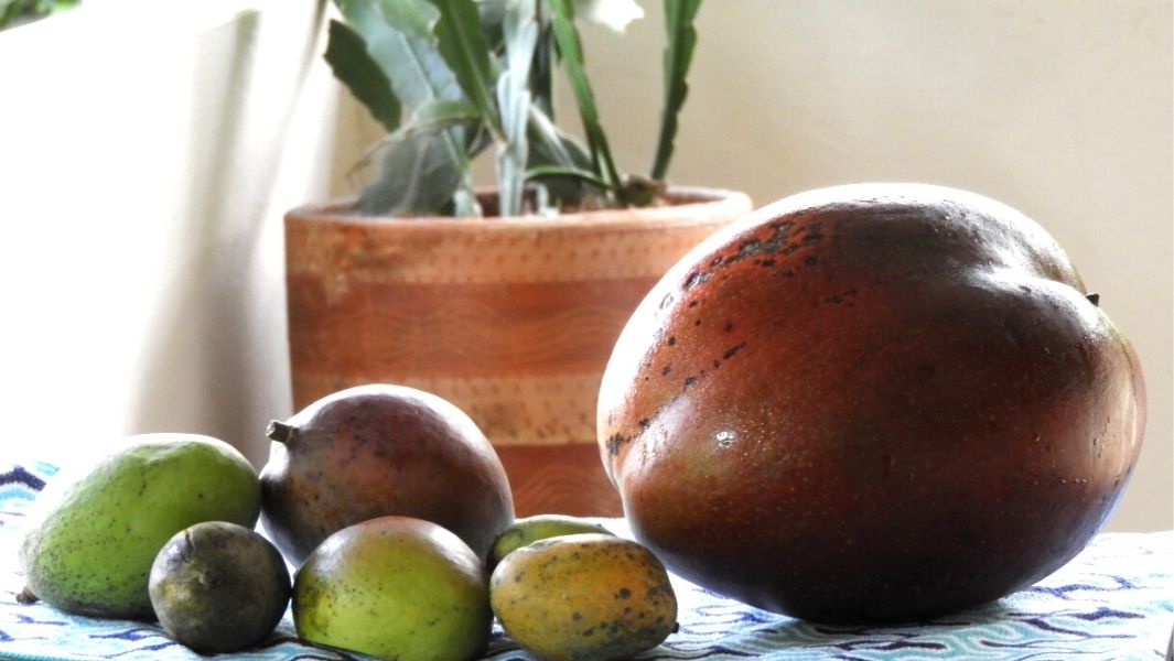 Heaviest Mango found in Colombia