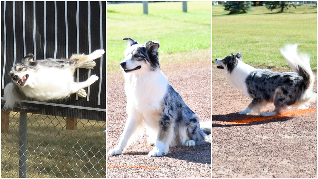 split image daiquiri the dog