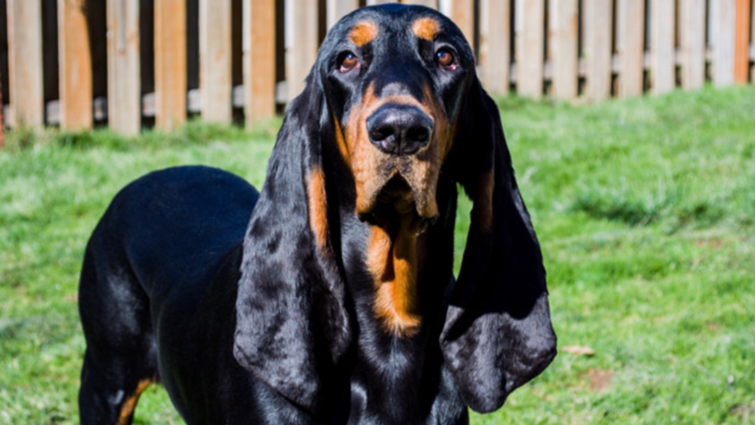 Lou Longest ears on a dog living