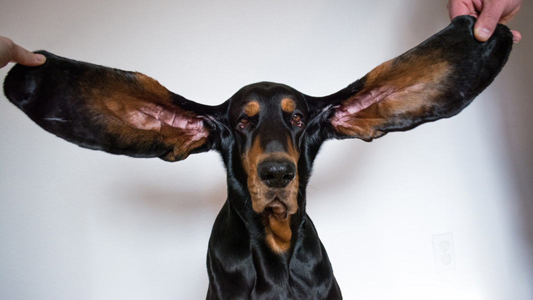 Lou Longest ears on a dog living