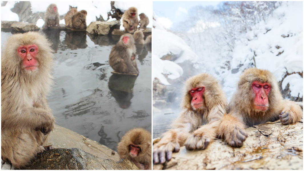 snow monkeys split image