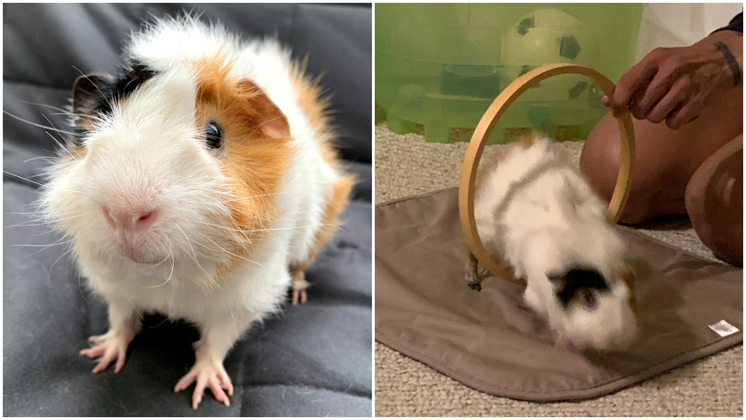 split image coco the guinea pig