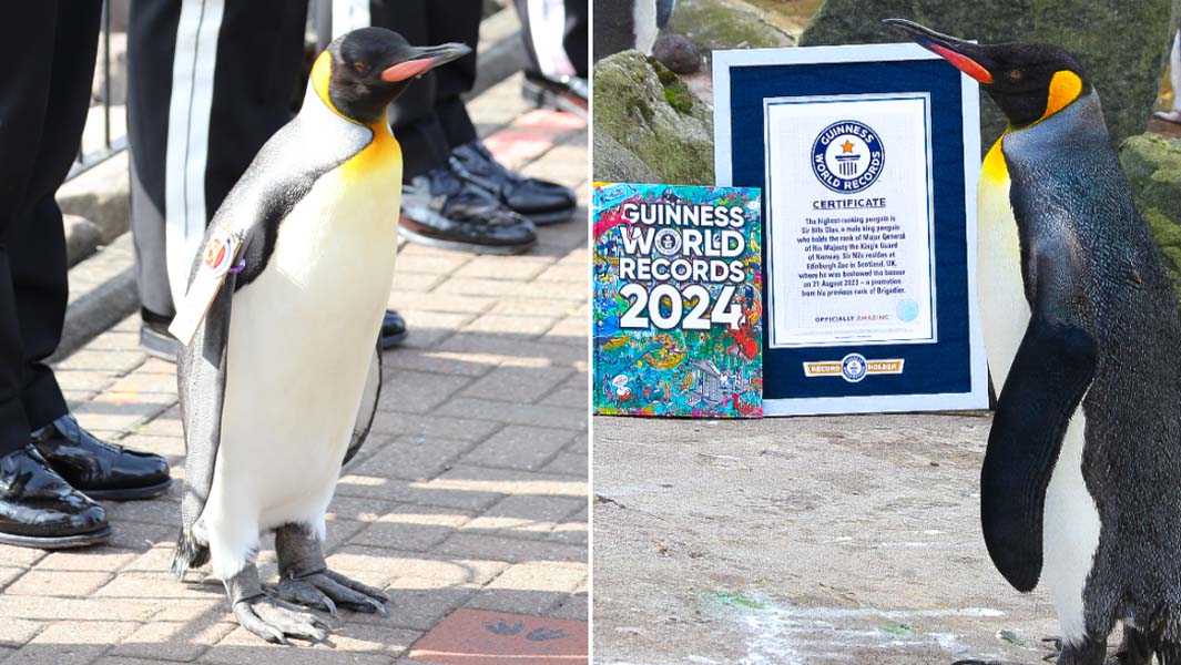 sir nils olav split image