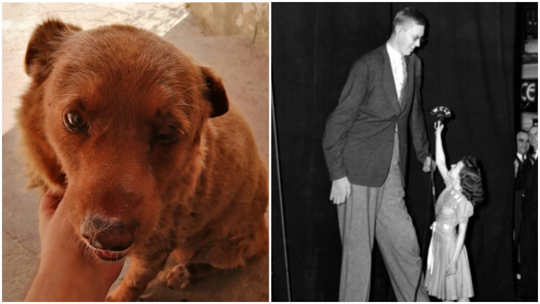 split image oldest dog ever and tallest man ever