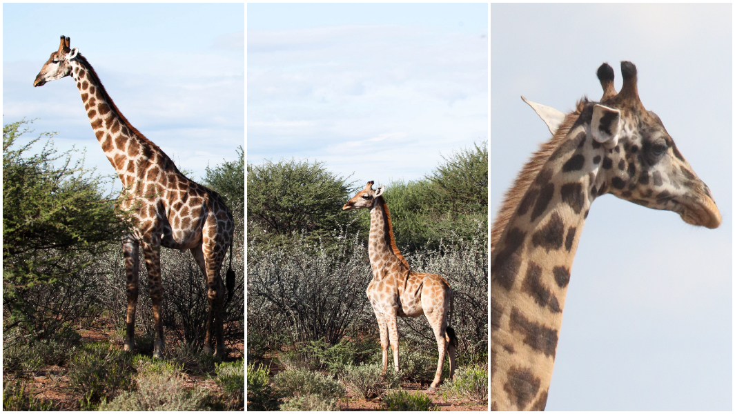 split image adult male giraffe dwarf giraffe and close up of dwarf giraffe