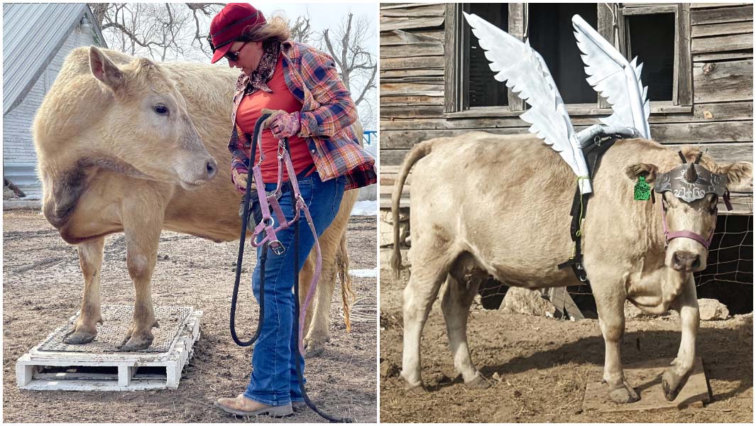 split image of Ghost the cow