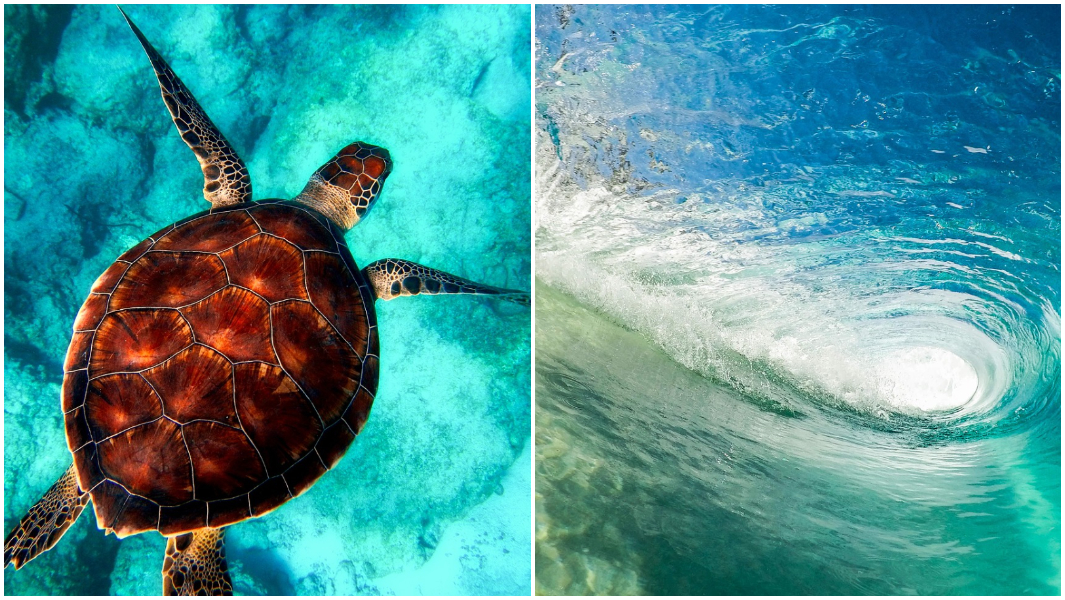 split image world ocean day turtle and wave