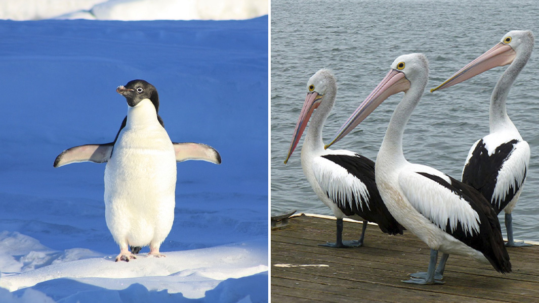 split image penguin pelicans
