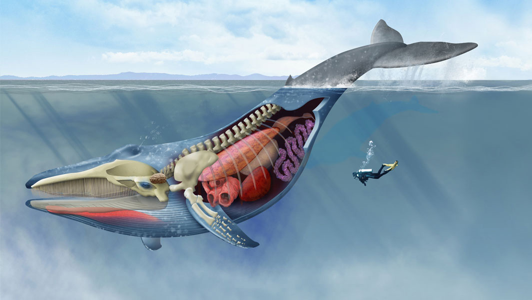 whale and human