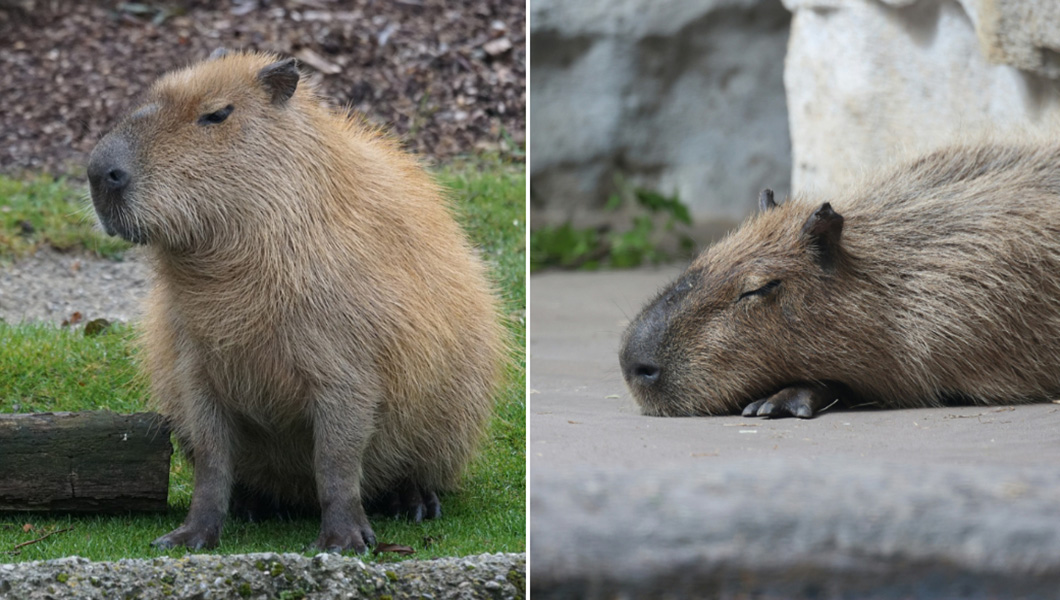 Capybara sleeping split image