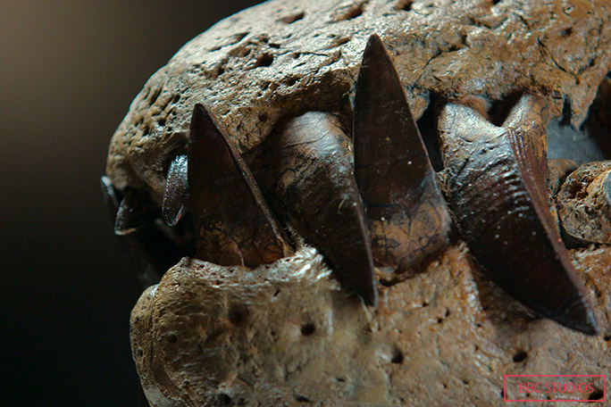 The pliosaur's teeth include ridges which are suspected to have helped it bite multiple times quickly