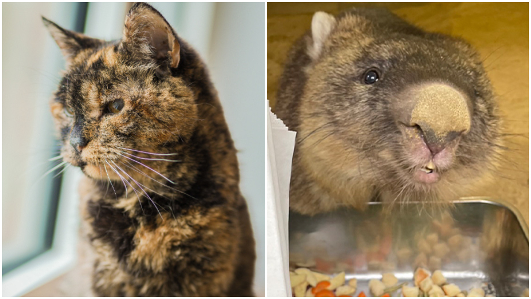 oldest cat and oldest wombat