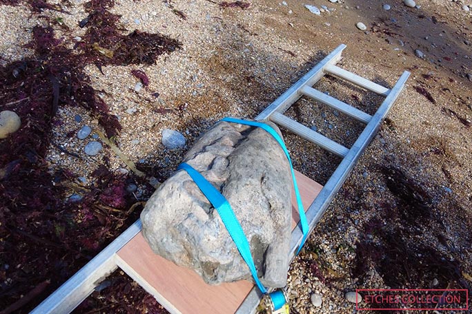 The tip of the pliosaur's snout was found on a beach in Kimmeridge Bay by Phil Jacobs