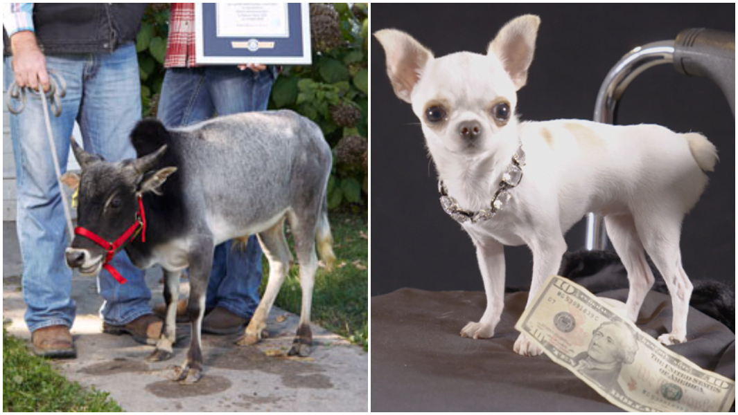 split image shortest bull and dog