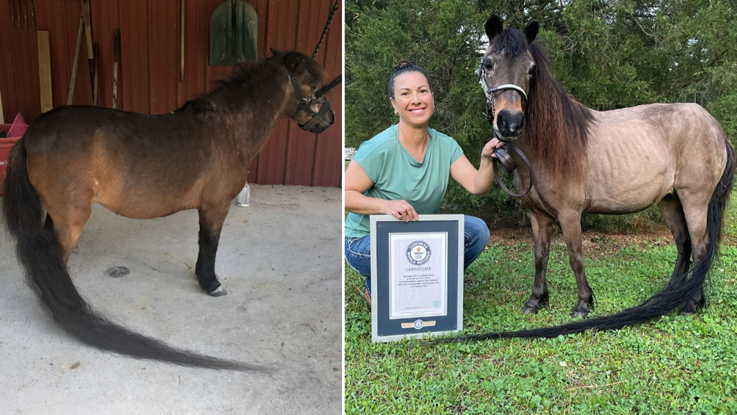 sweetie with long tail split image