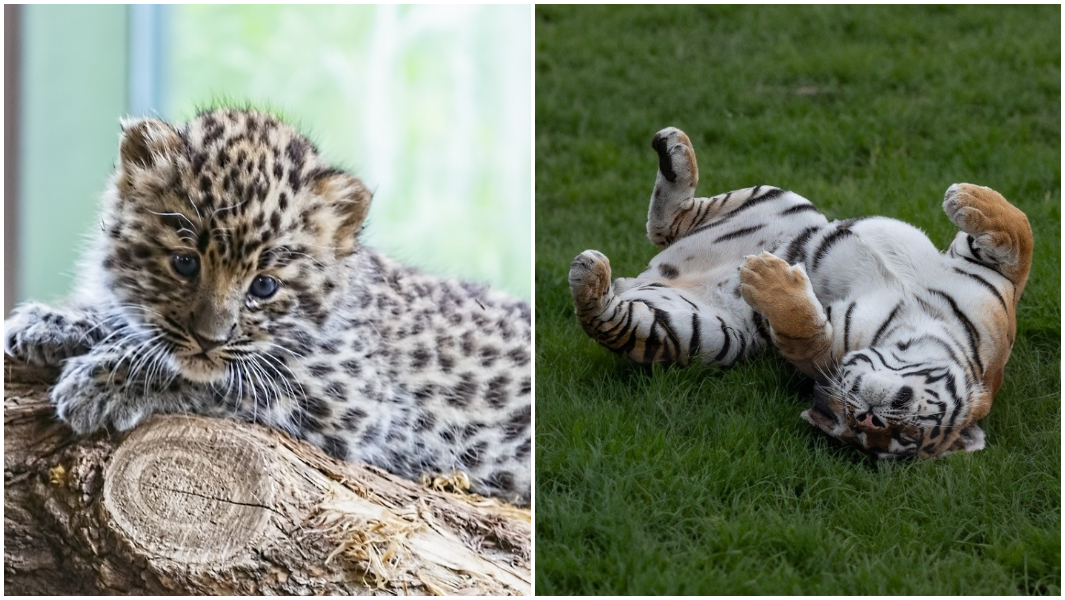 split image baby leopard and playful tiger