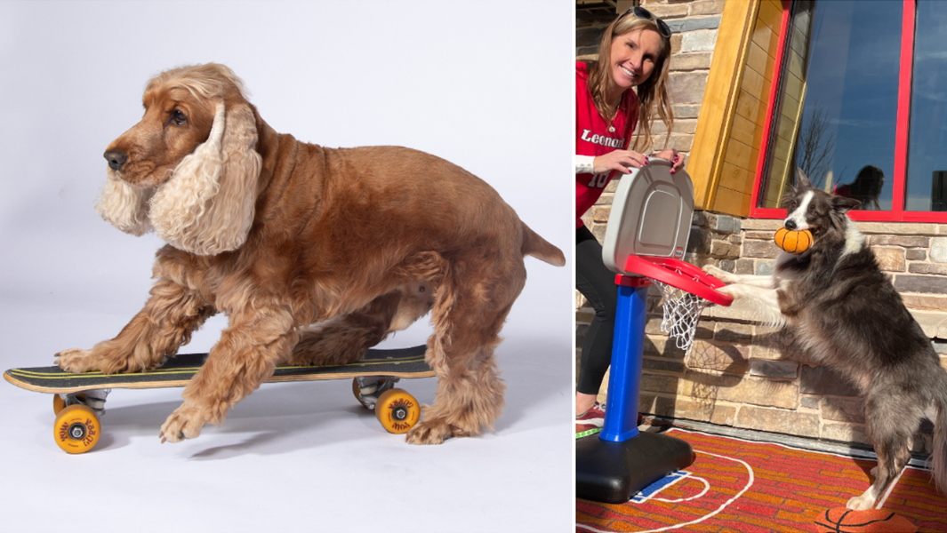 dog records compilation header