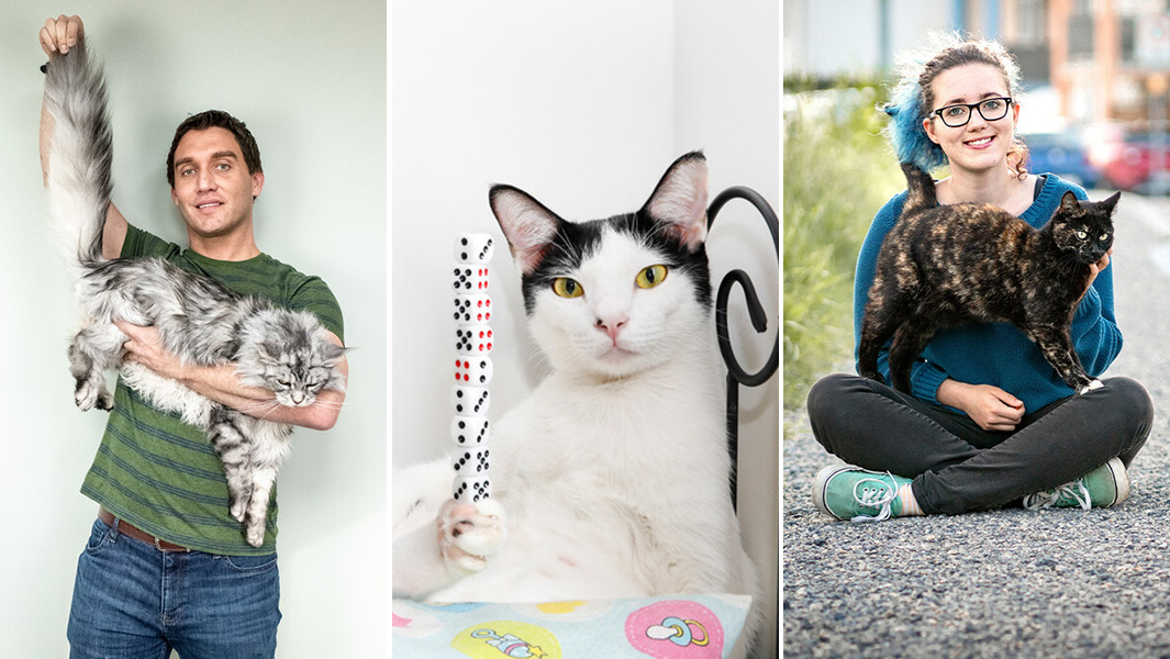 International Cat Day Header