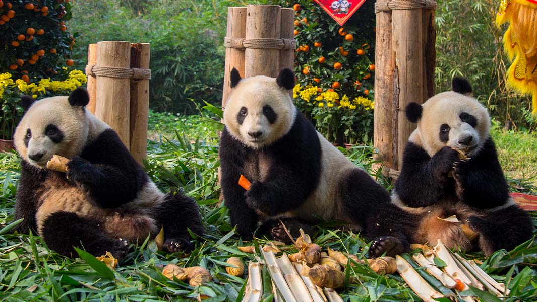 Oldest panda triplets sitting in a row