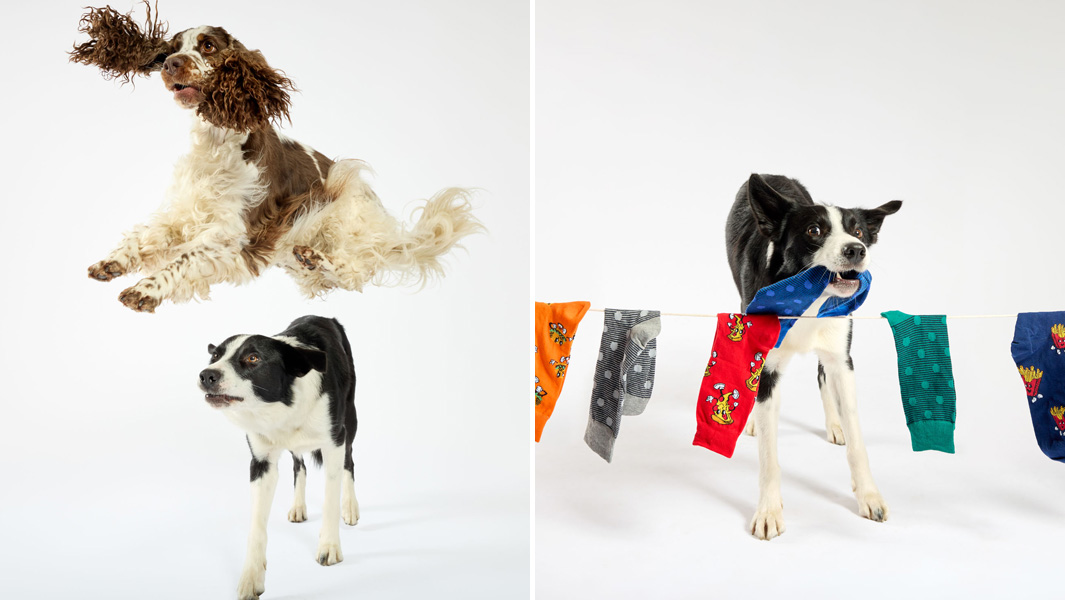 split header bonnie and simba