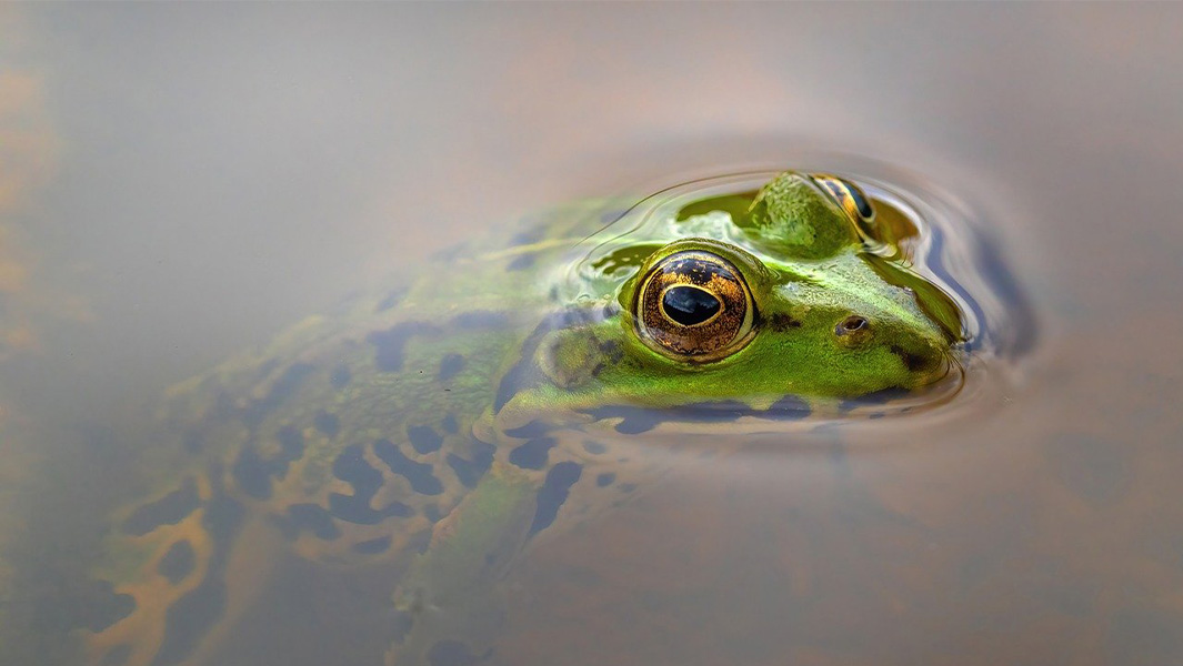 frog in water