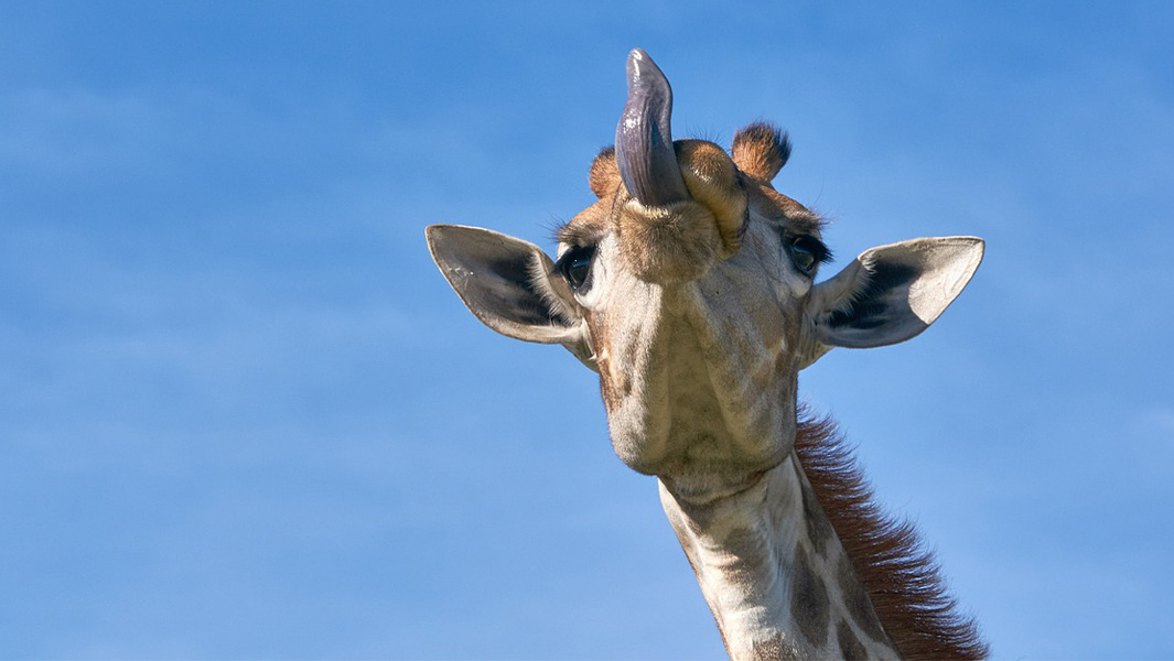 giraffe sticking out tongue thumbnail
