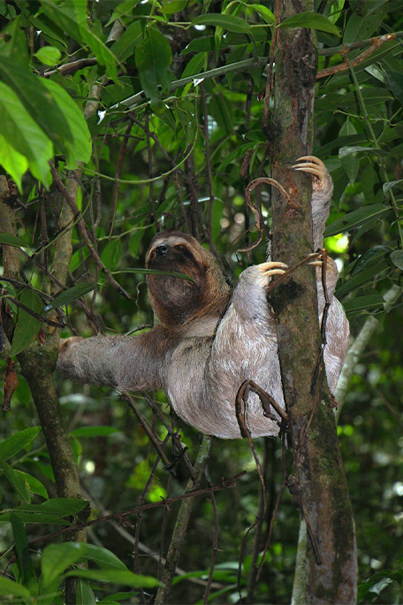 From the largest to the fastest, these are some record-breaking mammals ...