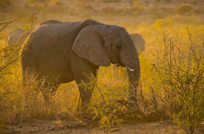 Elephant walking