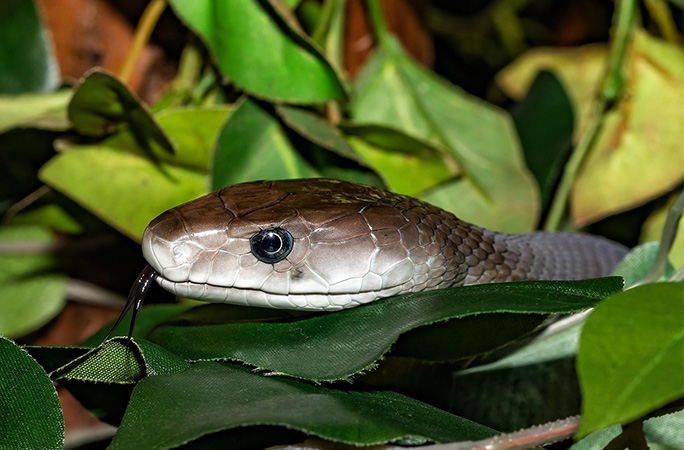 snake face closeup