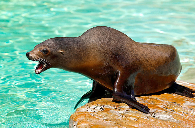 Sea lion on rock