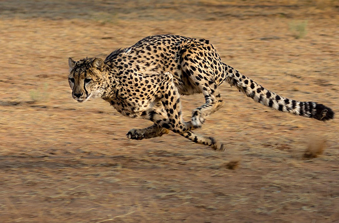 Cheetah running
