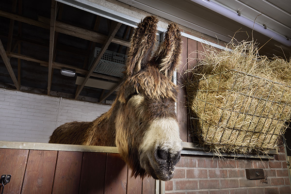 donkey face closeup