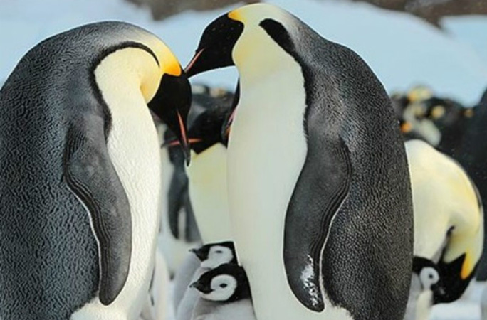 Penguins together