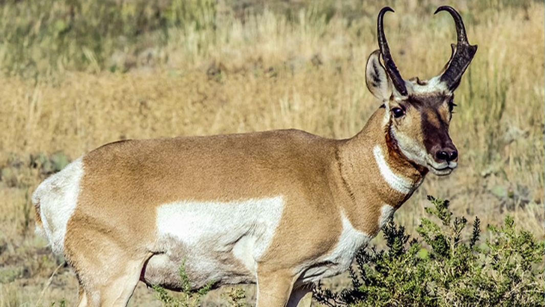 Snake cheetah and peregrine
