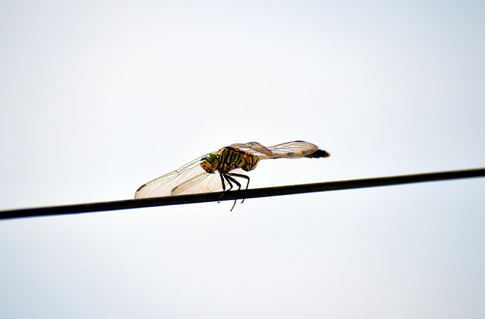 fastest flying insect