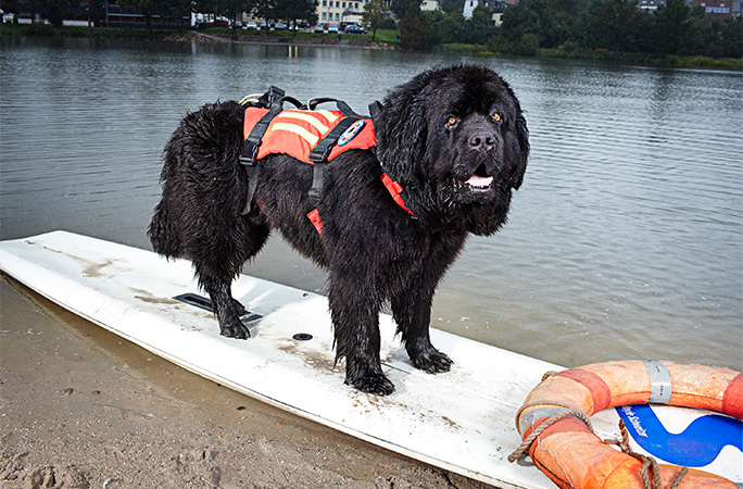 Jack in the water