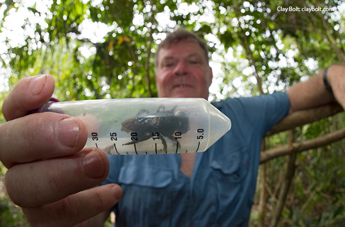 Largest bee trapped